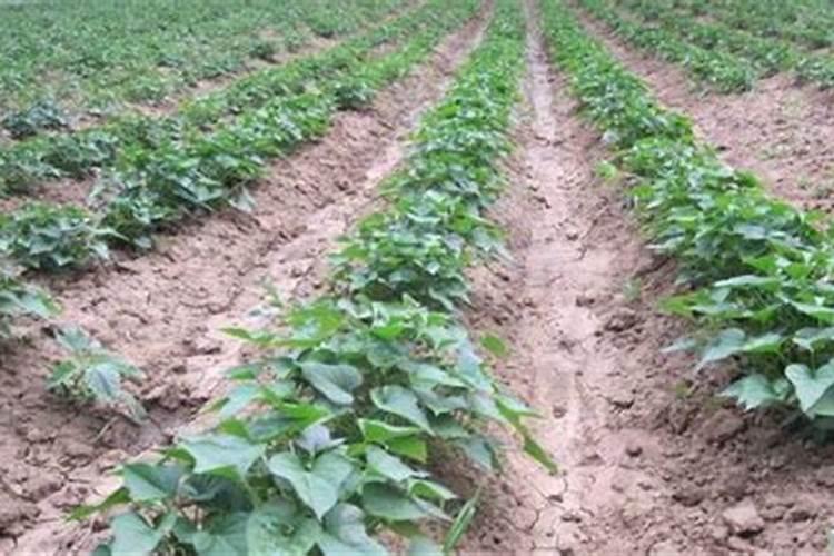 为什么豆类植物不需要施氮肥