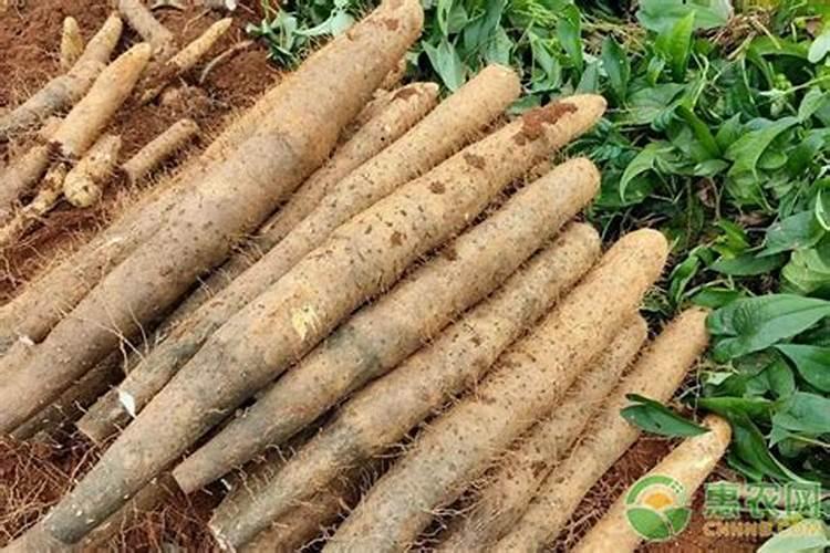 种植山药什么时间,冲钾肥最好？
