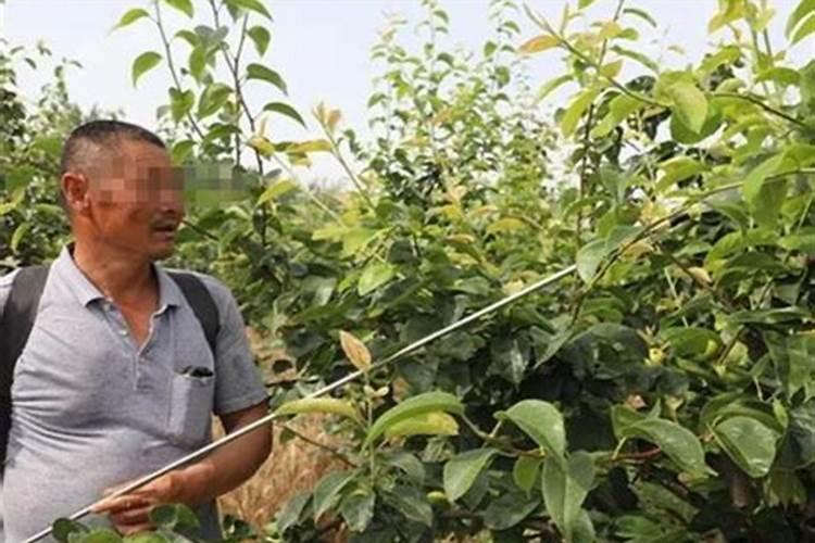 一般番茄要施什么肥,多少天施一次肥