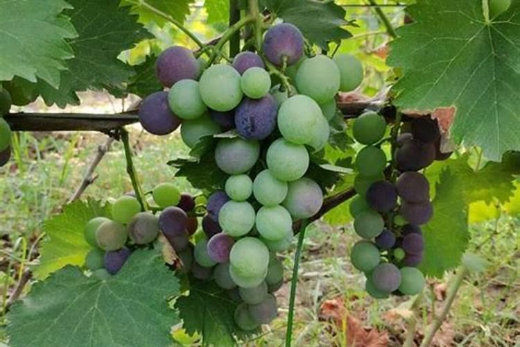 桂花树施什么肥料最好