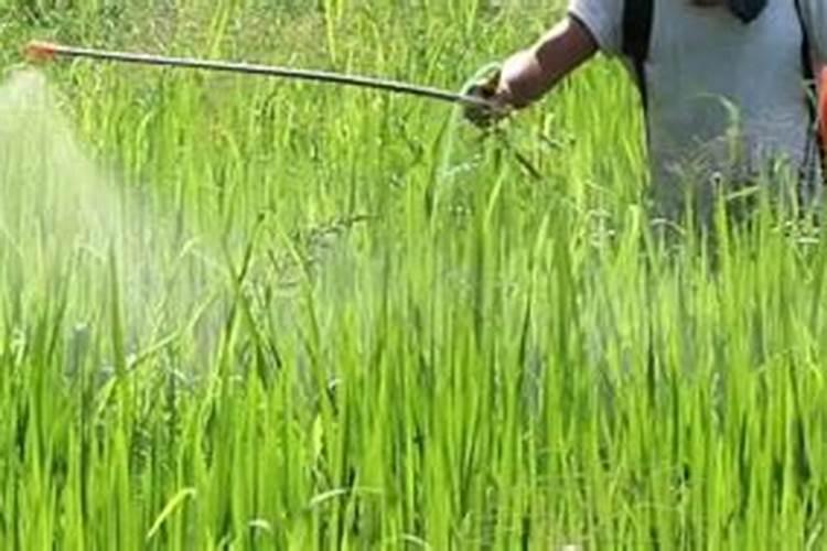 用了磷酸二氢钾浇灌以后还可以用浓缩营养喷洒叶面吗？