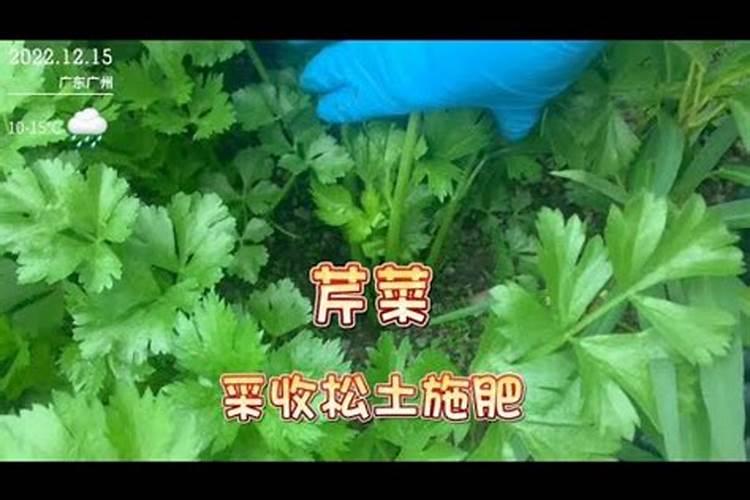 硼砂水怎么做