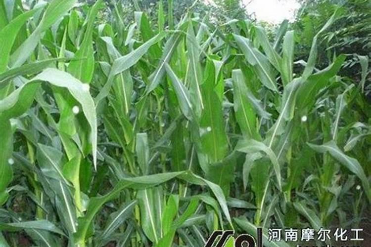 月季施什么肥开花最好