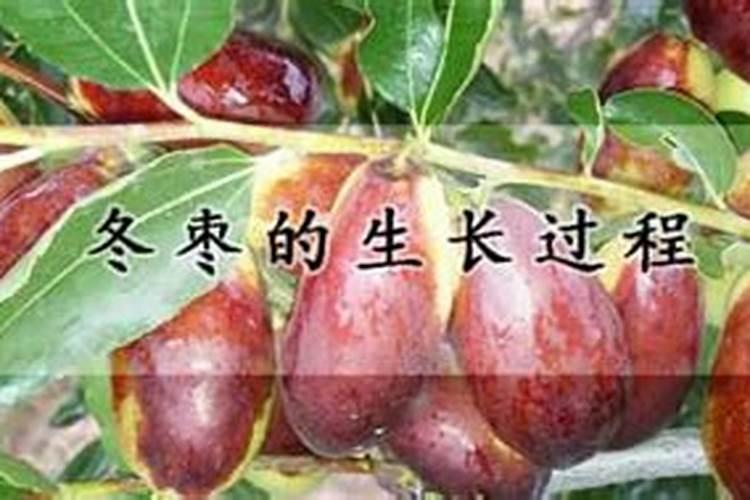 阳光玫瑰葡萄种植技术与管理视频教程阳光玫瑰葡萄栽培技术阳光玫瑰...