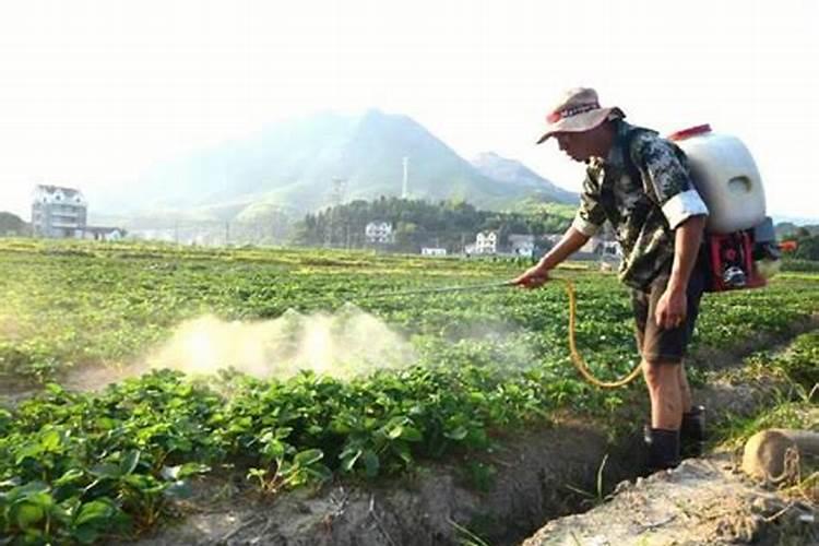 叶面肥如何兑水