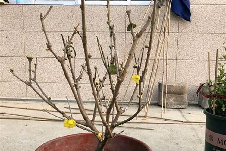 复合肥怎么辨别真假