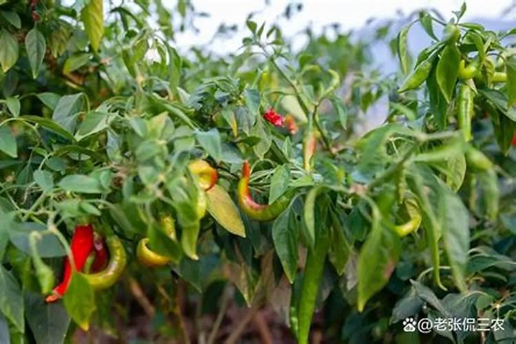 辣椒几天施一次尿素肥