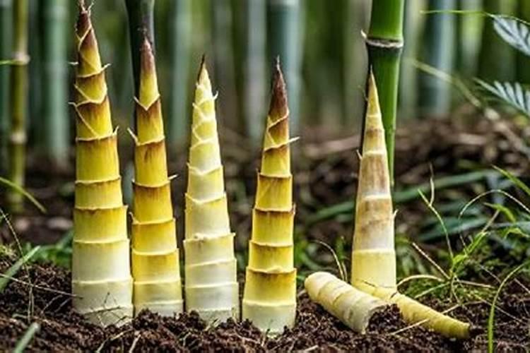 冬天大棚种植小葱怎么管理