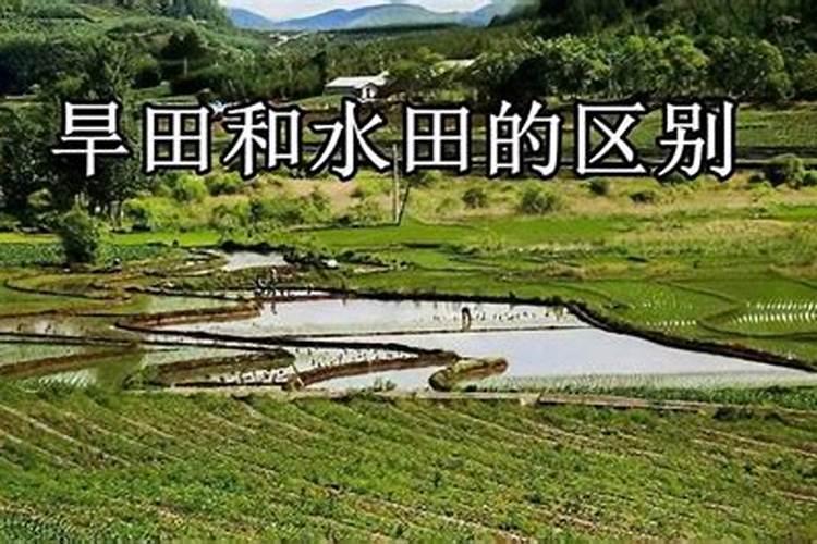 桑叶现代研究