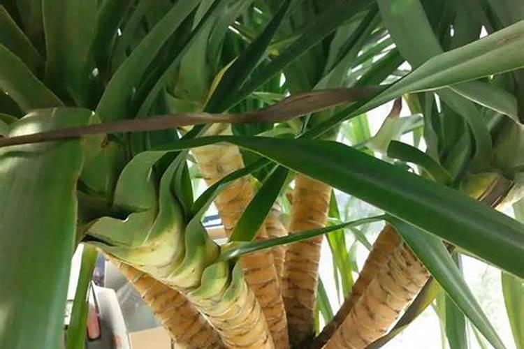 龙血树叶子尖发黄干枯怎么办