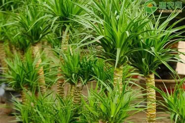 龙血树叶子尖发黄干枯怎么办