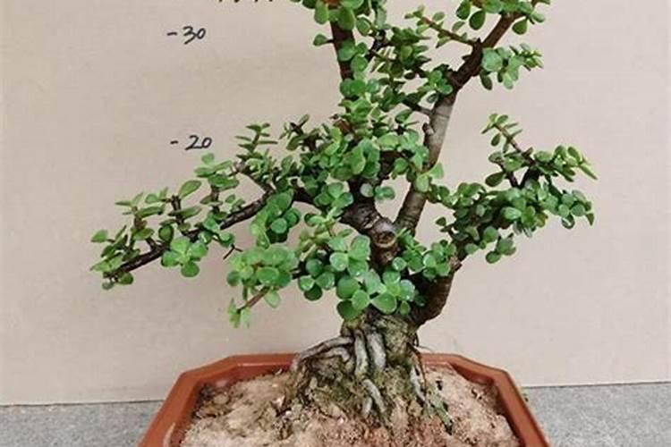 大棚西红柿啥时期冲施高磷肥？