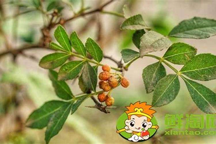 花椒上什么肥料好