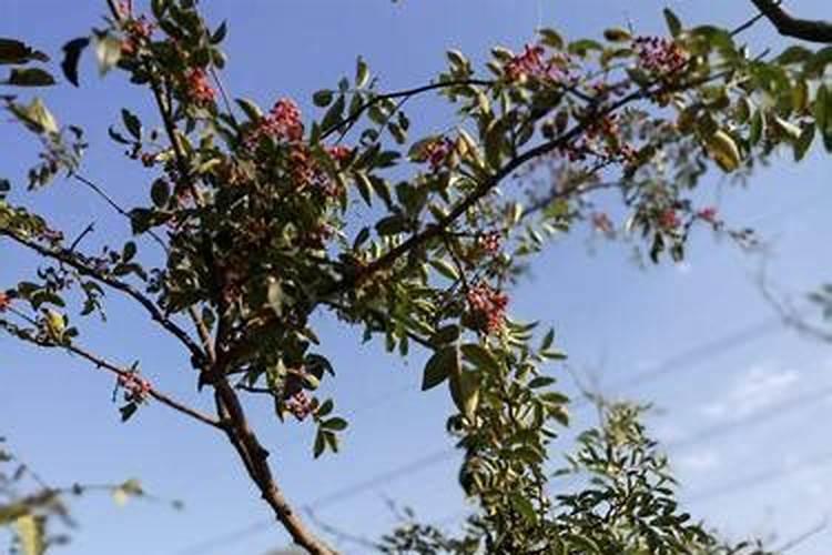 花椒树上什么肥料
