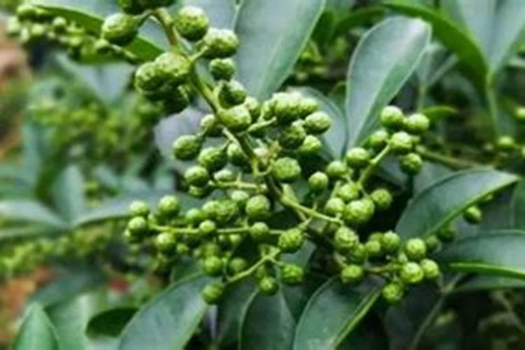 花椒花期怎样管理？