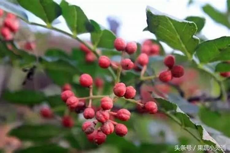 花椒保花保果用什么水溶肥好？花椒用什么肥料长得好？