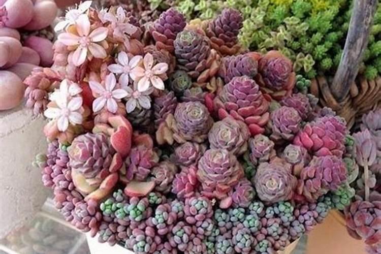 多肉喜肥吗 喜欢施什么肥料