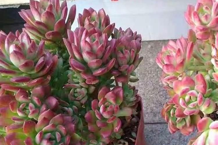 盆栽多肉植物施什么肥 该如何施肥