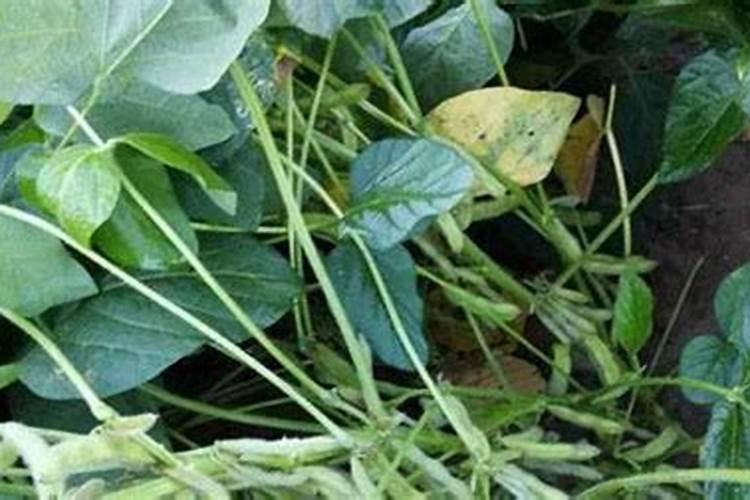 黄豆种植时候可以施肥了吗
