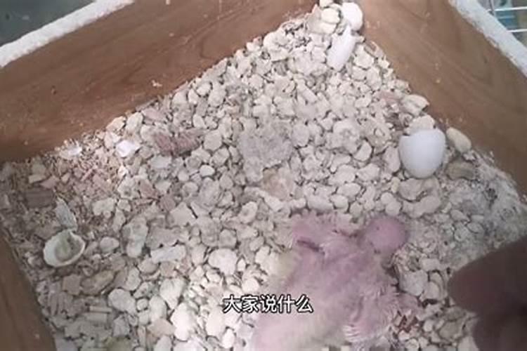 广西种植百香果用什么肥料能够果多？