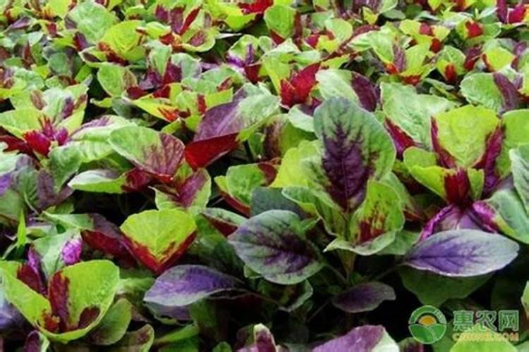 苋菜喜欢什么肥料