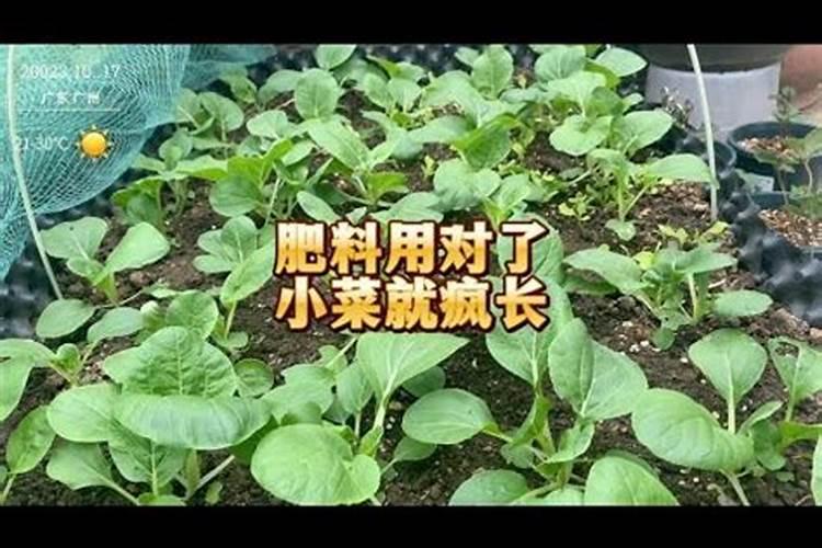 葱兰栽培时应该怎样养护管理？