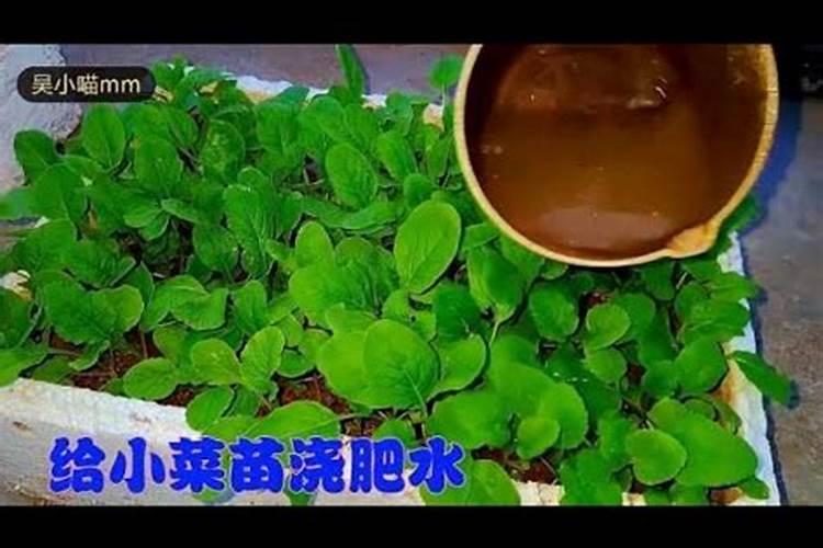 白菜花多了怎么处理？