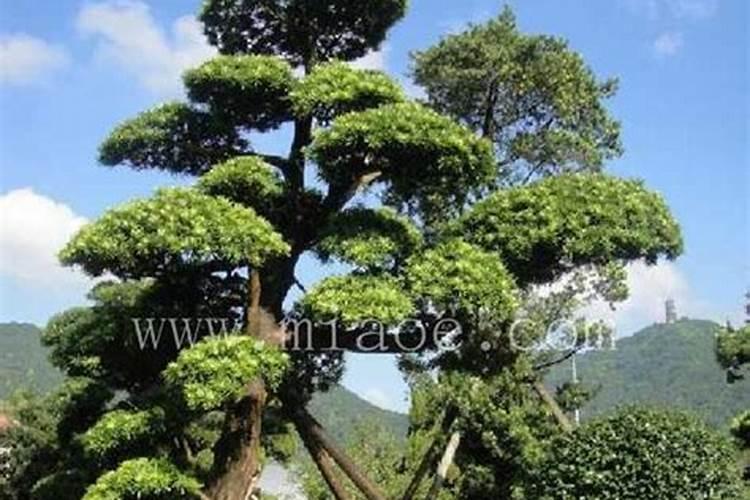 磷肥对果树的作用是什么