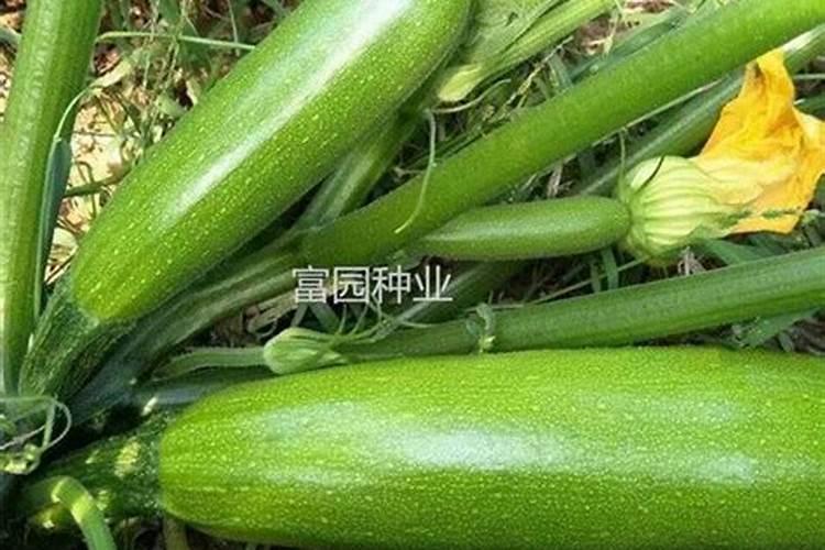 春种西葫芦要施氮钾肥,春种西葫芦要施多少氮钾肥？