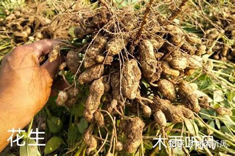 花生播种前多久施加底肥氮磷钾人工合成的复合肥最好？