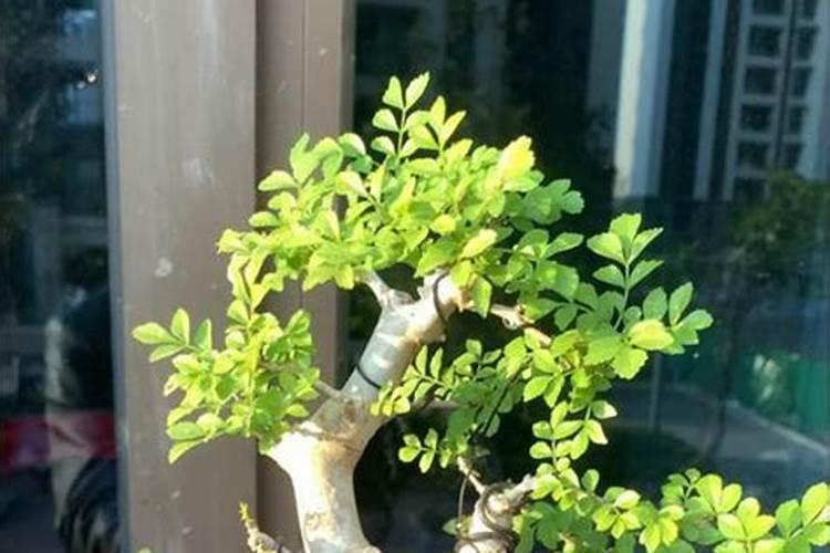 对节白蜡的养殖方法和注意事项