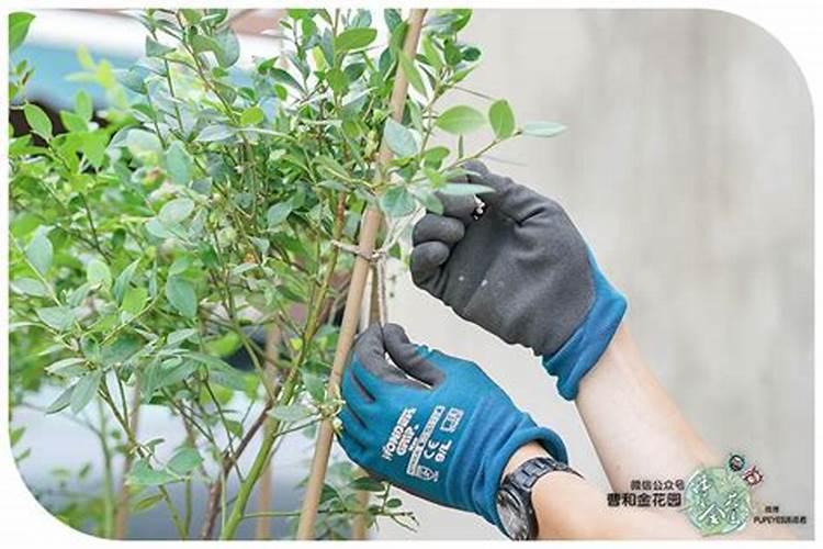 蓝莓如何修剪施肥请教
