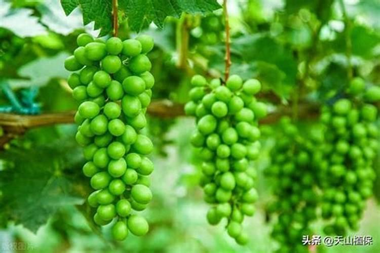 农大腐植酸复合肥怎么样