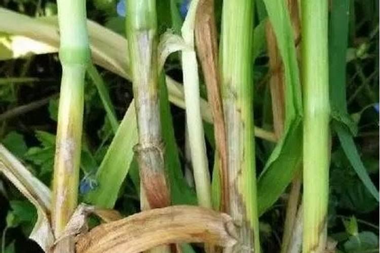 小麦返青期用什么杀菌剂好