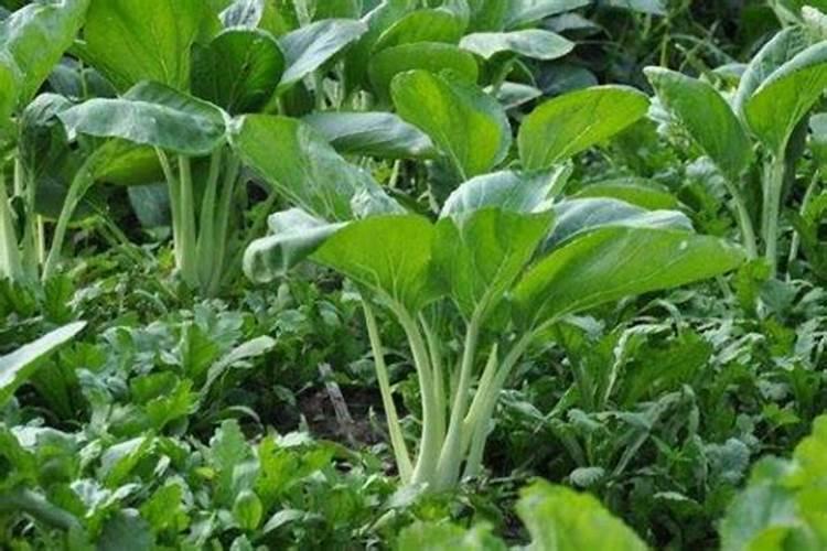 花生的几个最佳追肥时间 花生应该怎么施肥
