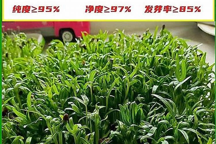 柑橘缺硼的主要症状