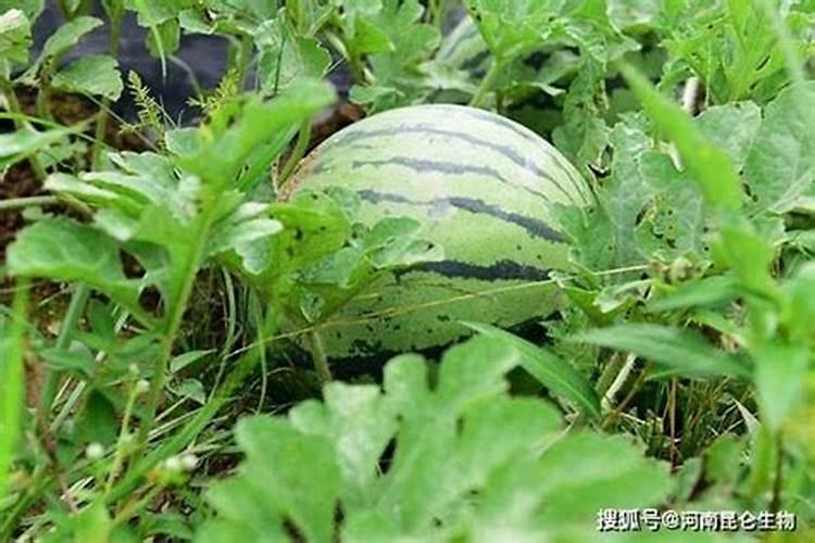 什么叶面肥施加在西瓜苗上好