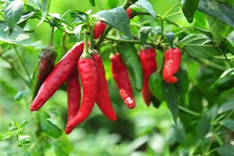 怎么给蓝莓用肥料