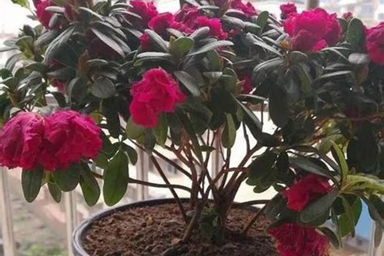 葡萄种植如何施肥？