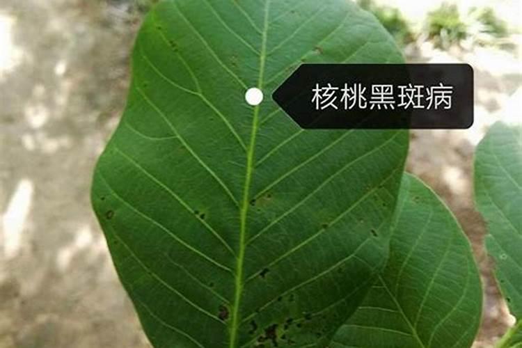 绿萝可以用硼肥吗=o