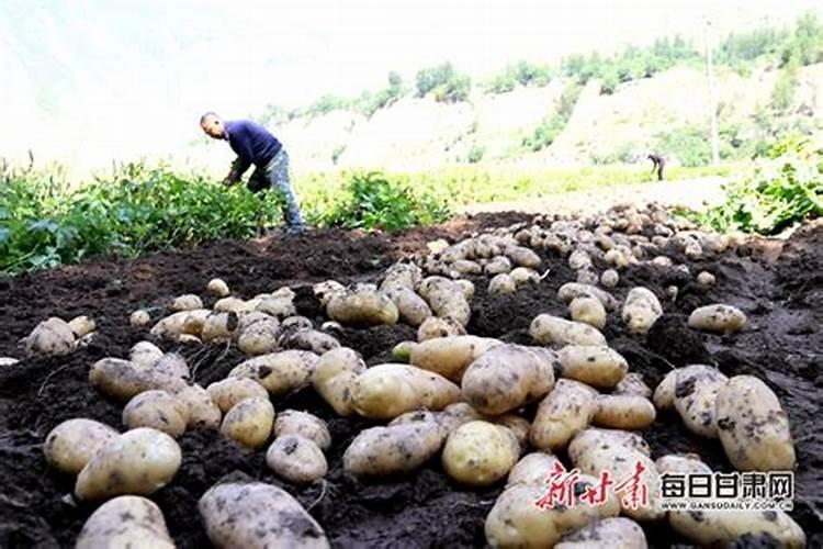 蟹爪兰繁殖方法 蟹爪兰繁殖方法是什么