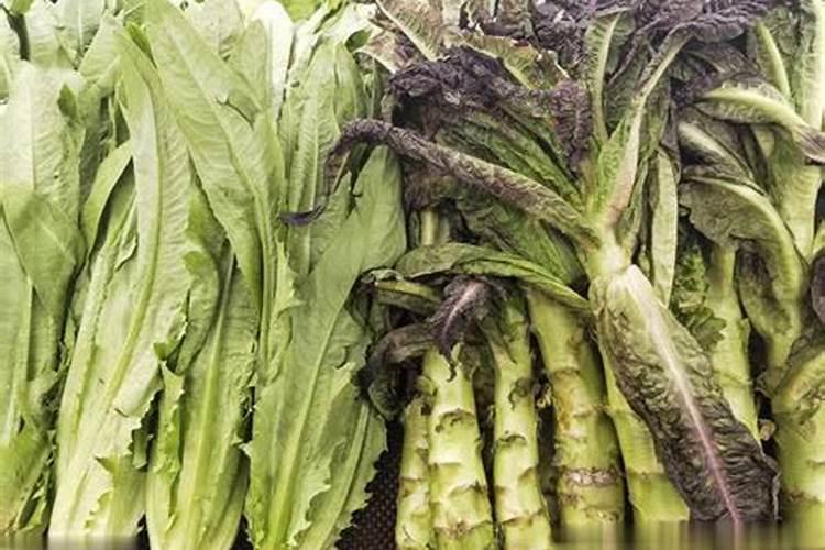 为使莴笋又粗又大应该用什么肥料