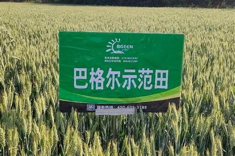 苹果树套袋后施什么化肥好