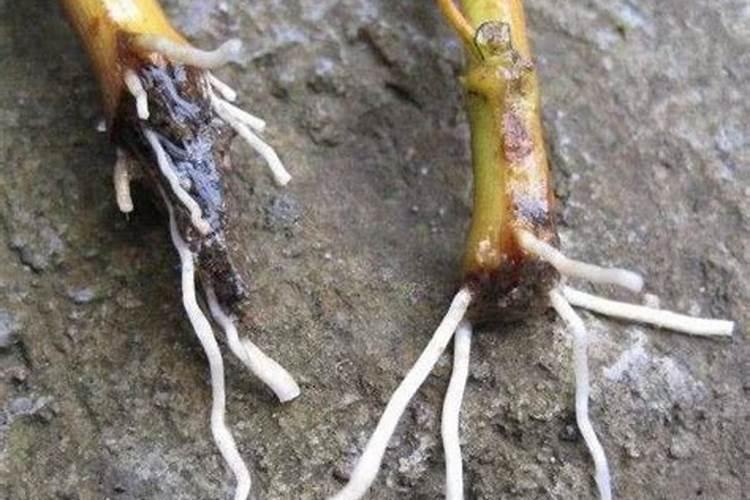 水溶肥的作用