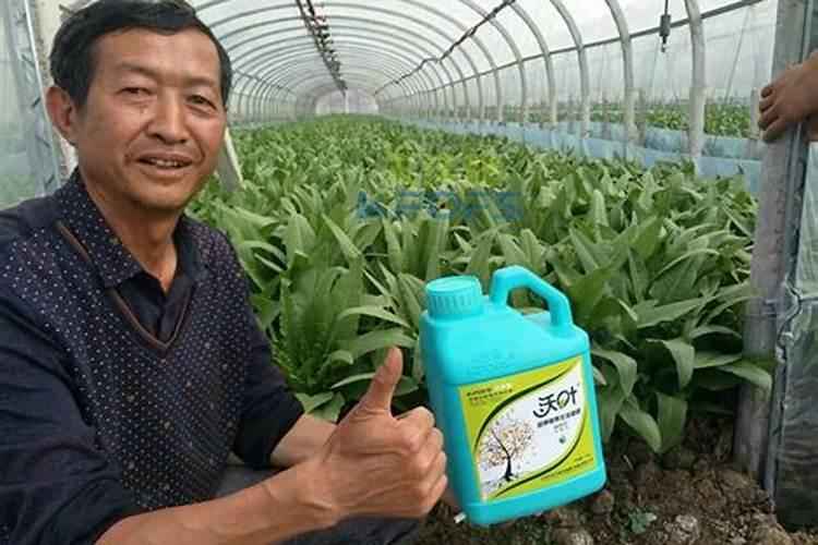 姜叶黄叶枯病打什么药
