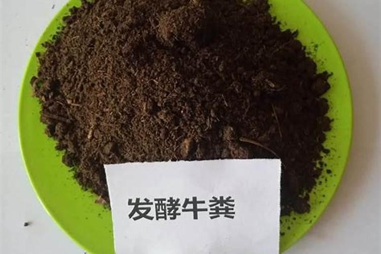 玉米叶子发黄干枯怎么办