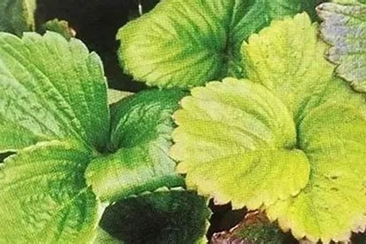 大棚草莓叶子出现边缘糊了要打什么药