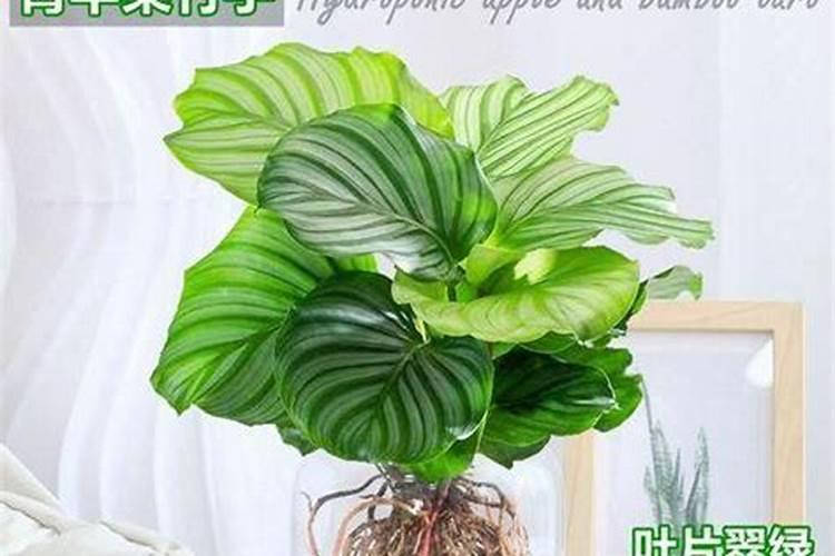 有谁知道浙贝的习性和种植技术及种植时间啊？