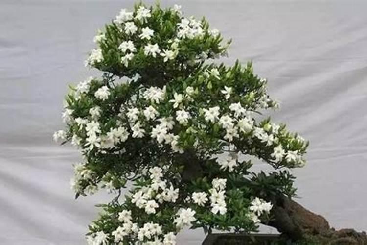 哪些花可用矾肥水
