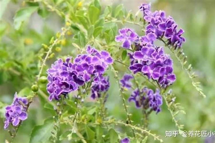 为什么我养的花都死了呢